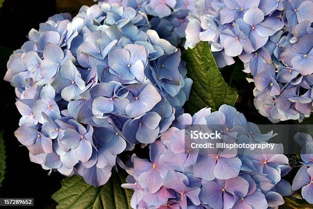 Ortensie Blu - Fotografie stock e altre immagini di Ortensia - Ortensia, Blu, Bocciolo