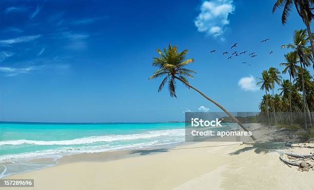 Virgin Tropical Playa De Arena Blanca Foto de stock y más banco de imágenes de Bahamas - Bahamas, Playa, Palmera