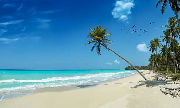 Tropical white sand beach with coconut trees, birds, deep blue sky and turquoise waters. A very special photo of relaxing, travel and leisure related images for vacations in the Caribbean. Image taken at Morrocoy National Park, Venezuela. Morrocoy is a coastline and a group of small islands and cays located at Falcon State in Venezuela. A very popular destination for leisure, diving, kite surfing and all kind of water activities. Morrocoy and the beauty of the turquoise coastal beaches of Venezuela are almost indistinguishable from those of the Honduras, Maldivies, Florida, Bahamas, Fiji, Bora Bora, French Polynesia, Malau, Hawaii, Cancun, Costa Rica, Cuba, Puerto Rico, or other tropical areas.