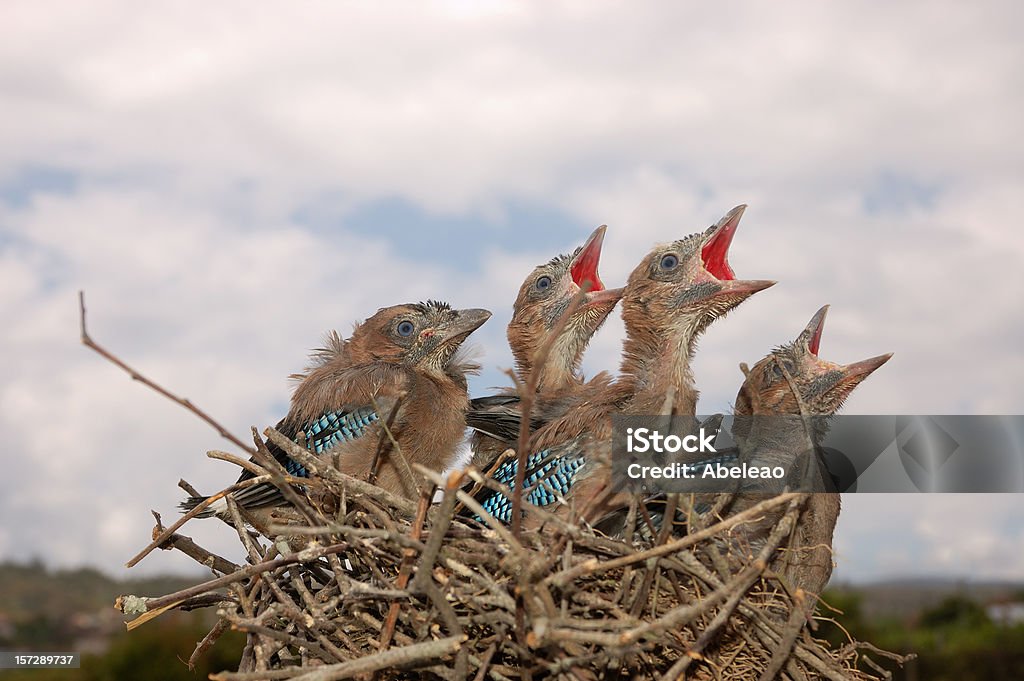 Jays на гнездо - Стоковые фото Ветвь - часть растения роялти-фри