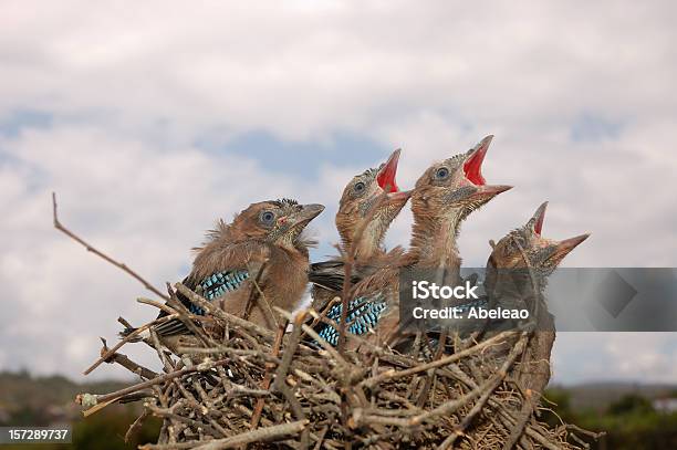 Jays На Гнездо — стоковые фотографии и другие картинки Ветвь - часть растения - Ветвь - часть растения, Гнездо животного, Горе