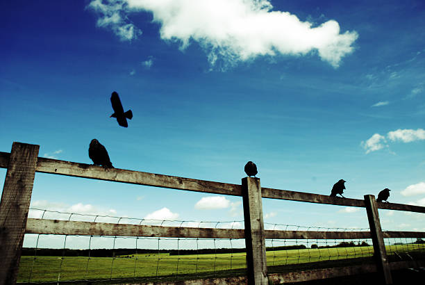 Four ravens sitting on fence and one flying