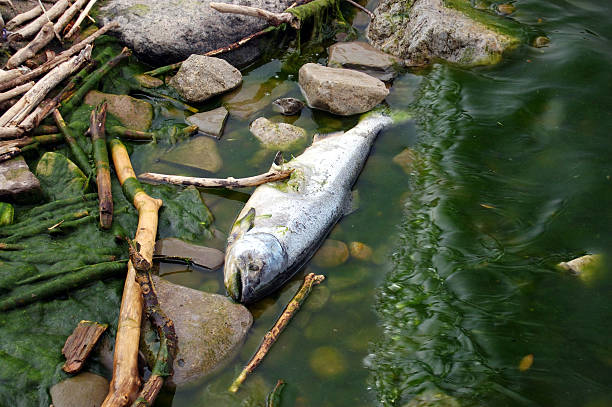 Concern for the Environment, Dead Fish, Pollution, Nature stock photo