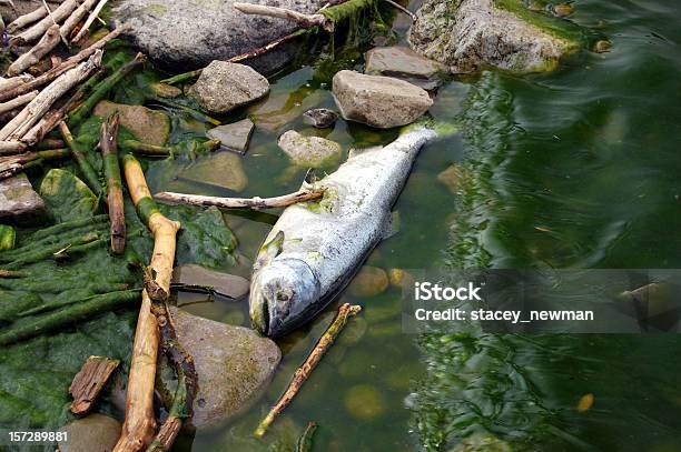 Preocupação Para O Ambiente Peixes Mortos Poluição De Natureza - Fotografias de stock e mais imagens de Peixe