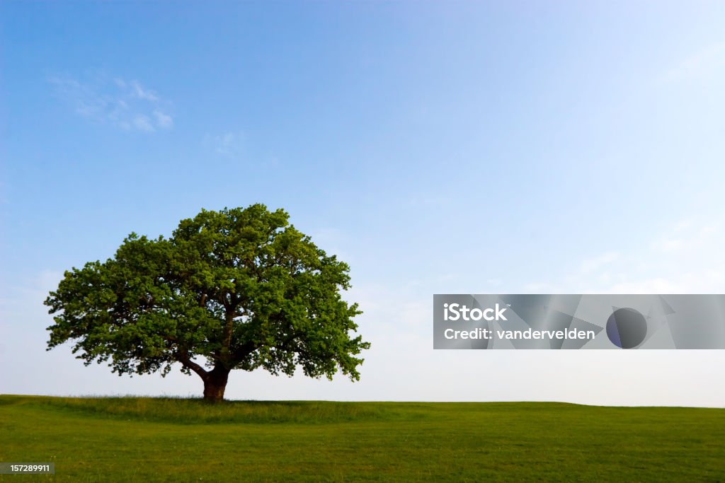 De verão Oak - Foto de stock de Carvalho - Árvore de folha caduca royalty-free