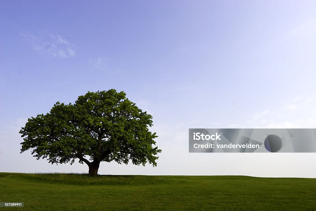Летний Oak - Стоковые фото Без людей роялти-фри