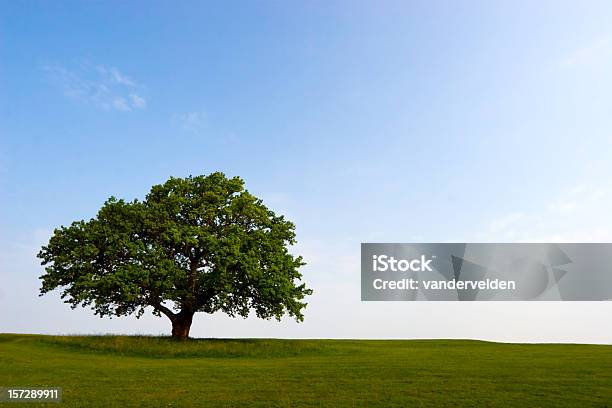 Летний Oak — стоковые фотографии и другие картинки Без людей - Без людей, Горизонт над землей, Горизонтальный