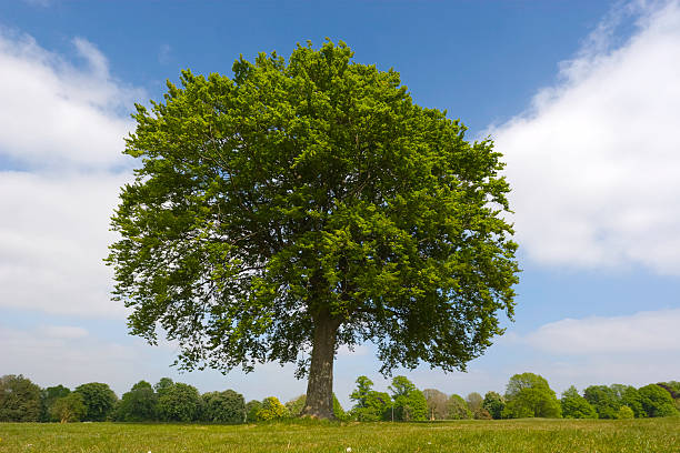 giovane oak in estate - oak tree treelined tree single object foto e immagini stock
