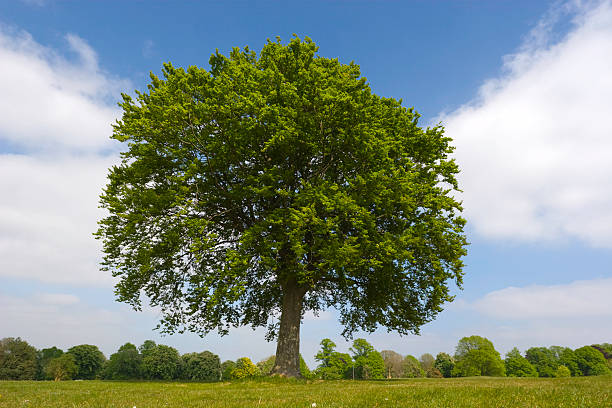 若いオークの夏 - oak tree treelined tree single object ストックフォトと画像