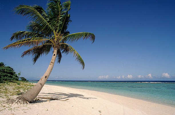 photo of lone palm tree and white sand beach - onbewoond eiland stockfoto's en -beelden