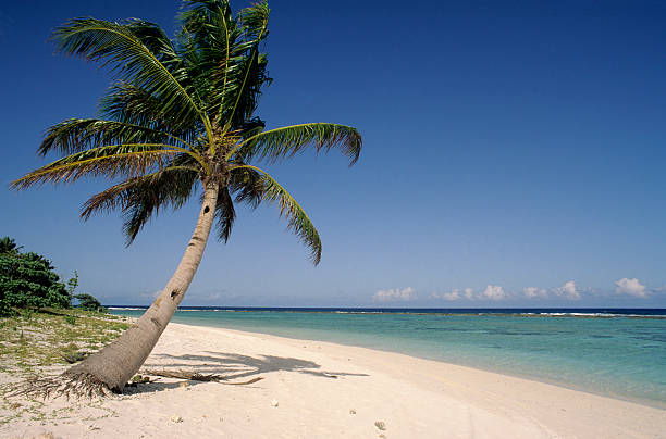 Photo of lone palm tree and white sand beach