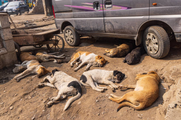 Bohri Kadal, Srinagar, Jammu and Kashmir, India. October 25, 2022. Street dogs napping in Srinagar.