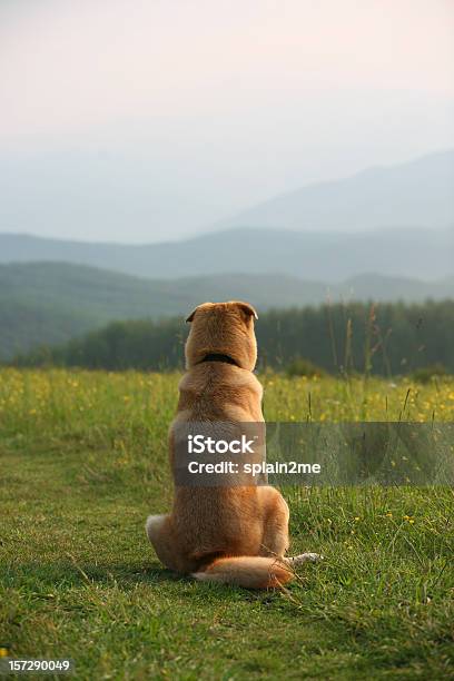 Foto de Apreciando A Vista e mais fotos de stock de Amizade - Amizade, Animal de estimação, Appalachia