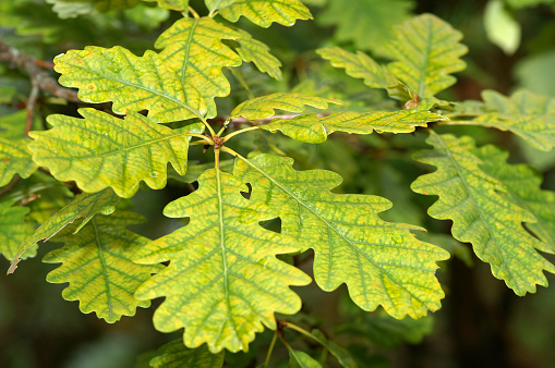 Horizontal closeup photo of fresh new leaves on the branches of an Oak tree in an organic garden in Spring