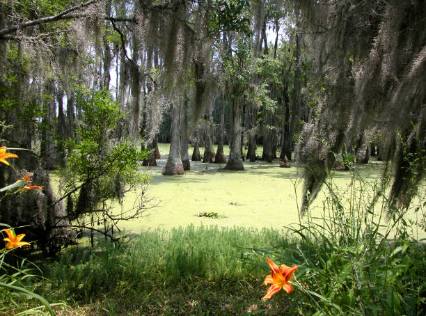 Swamp near Charleston stock photo