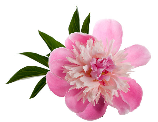 Chinese Peony  “Edulis Superba” (Paeonia lactiflora) stock photo