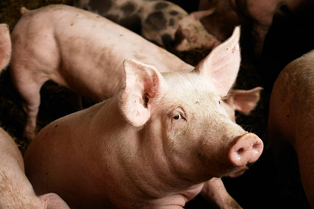 świnie w gospodarstwie - pig zdjęcia i obrazy z banku zdjęć