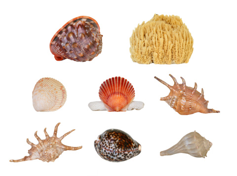 Multiple-photo composite image of seashells and sponges.  Each image is a closeup shot that would ordinarily be a large image by itself, so by downloading this one photo you actually get 8 full-sized objects!  Everything has great detail and is on a pure white background.  