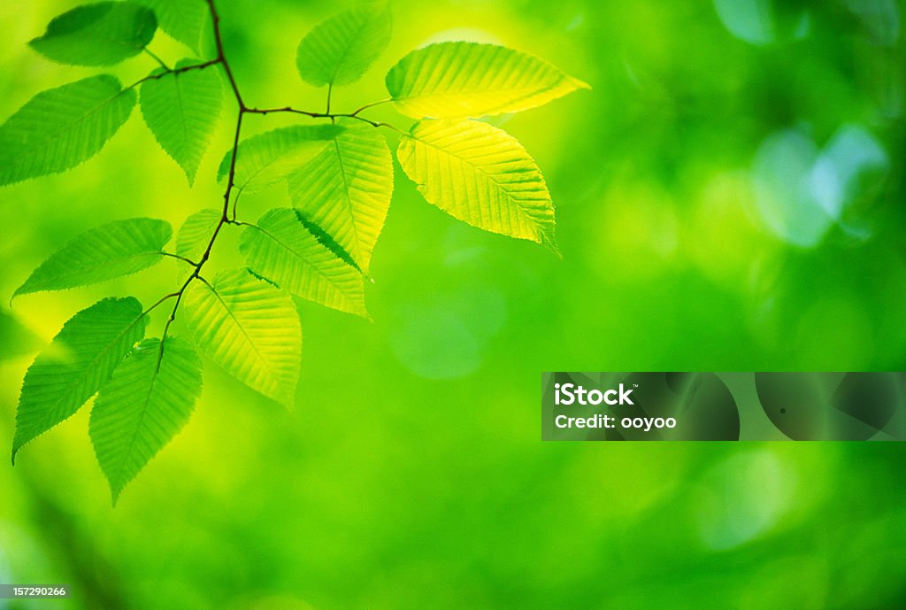 Grüne Blätter - Lizenzfrei Ast - Pflanzenbestandteil Stock-Foto