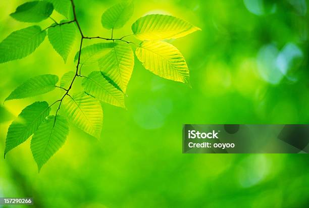 Grüne Blätter Stockfoto und mehr Bilder von Ast - Pflanzenbestandteil - Ast - Pflanzenbestandteil, Baum, Bildschärfe