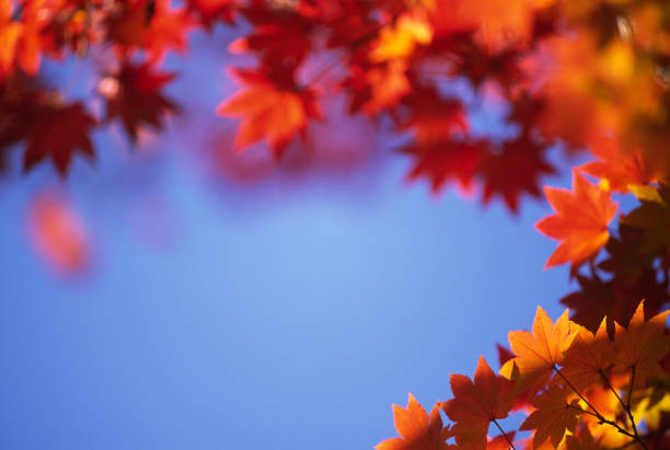 istock Red & orange leaves against the blue sky 157290293