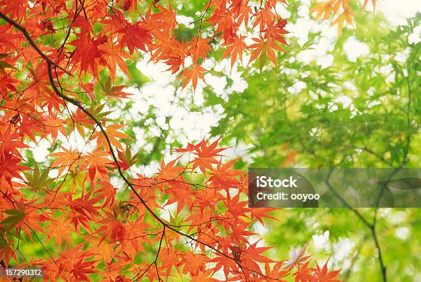 Autumnal 오랑주 잎 0명에 대한 스톡 사진 및 기타 이미지 - 0명, 가을, 나무