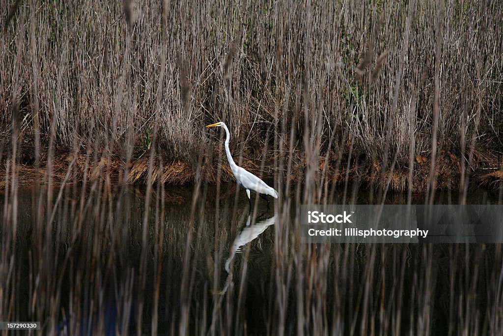 Garza en Marsh, Maryland Bird - Foto de stock de Bahía de Chesapeake libre de derechos