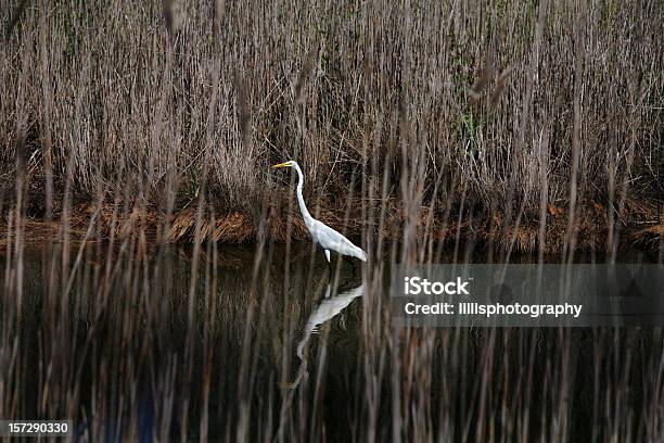 Garza En Marsh Maryland Bird Foto de stock y más banco de imágenes de Bahía de Chesapeake - Bahía de Chesapeake, Fauna silvestre, Agua