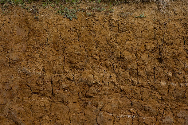 muddy sección transversal primer plano - photography macro horizontal close up fotografías e imágenes de stock