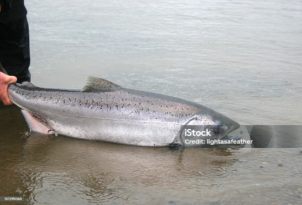 Rilascio di salmone Alaska King - Foto stock royalty-free di Salmone reale