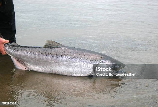 Rilascio Di Salmone Alaska King - Fotografie stock e altre immagini di Salmone reale - Salmone reale, Ambientazione esterna, Composizione orizzontale