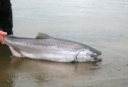 Releasing a wild Alaska King Salmon.