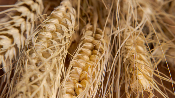 gros plan de blé - kansas wheat bread midwest usa photos et images de collection