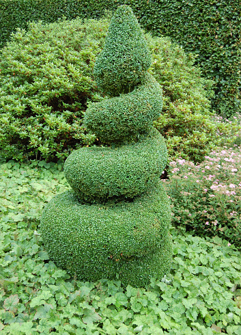 Beautifully trimmed buxus spiral in the garden.