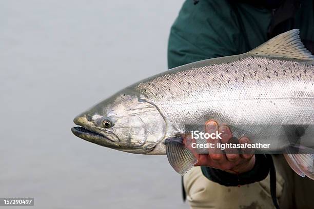 Photo libre de droit de Saumon Royal Dalaska Autorisation banque d'images et plus d'images libres de droit de Saumon Chinook - Saumon Chinook, Saumon - Animal, Fleuve et rivière