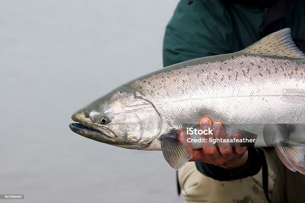 Rilascio di salmone Alaska King - Foto stock royalty-free di Salmone reale