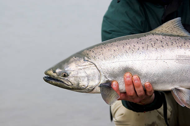 알래스카 킹살몬 풀어주다 - chinook salmon 뉴스 사진 이미지