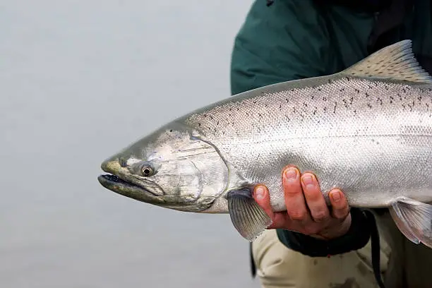 Getting ready to release this King Salmon (Chinook) caught fly fishing in Alaska.