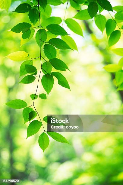 Frescas Hojas Foto de stock y más banco de imágenes de Aire libre - Aire libre, Belleza de la naturaleza, Boscaje