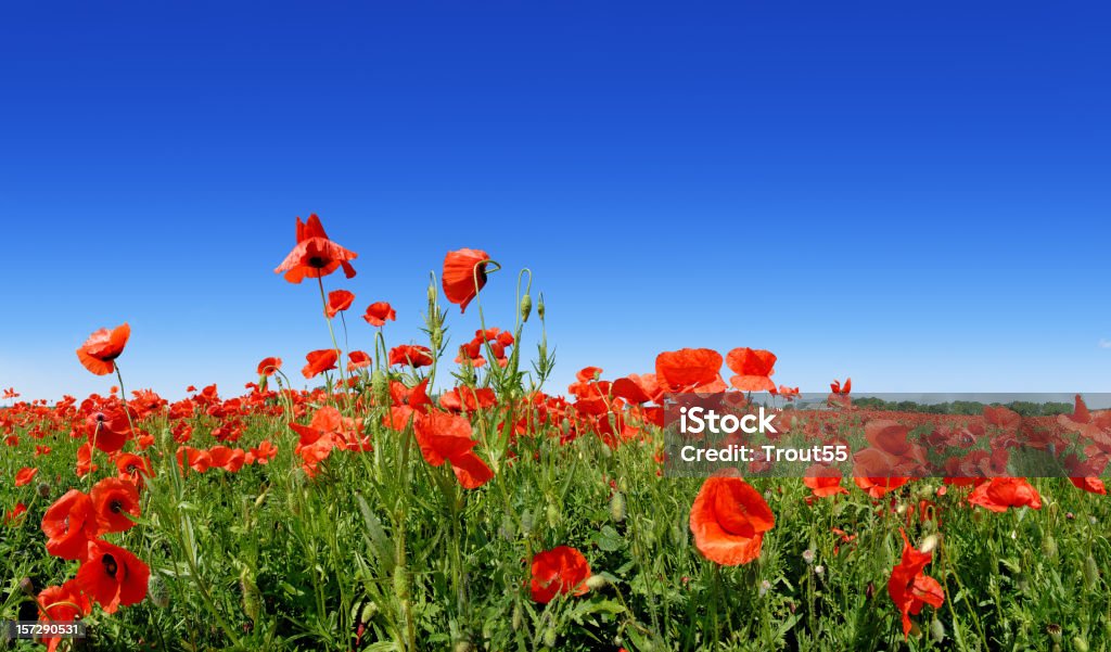 Landscape  Agricultural Field Stock Photo