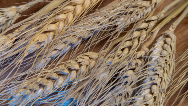 закр�ыть пшеницу - kansas wheat bread midwest usa стоковые фото и изображения