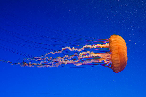 Sea Nettle Jellyfish are marine invertebrates belonging to the Scyphozoan class, and in turn the phylum Cnidaria. The body of an adult jellyfish is composed of a bell-shaped, jelly producing substance enclosing its internal structure, from which the creature's tentacles are suspended. Each tentacle is covered with stinging cells (cnidocytes) that can sting or kill other animals. stinging photos stock pictures, royalty-free photos & images