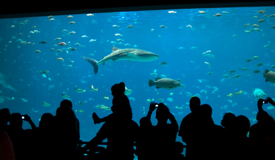 Picture of Silhouetted people admiring the fish, including a whale shark and grouper, at an aquarium.