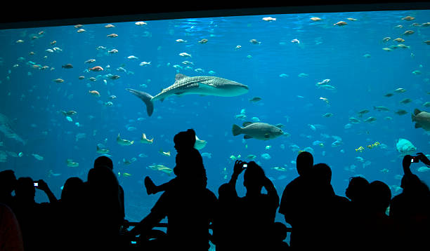 Fun at the aquarium Picture of Silhouetted people admiring the fish, including a whale shark and grouper, at an aquarium. whale shark photos stock pictures, royalty-free photos & images
