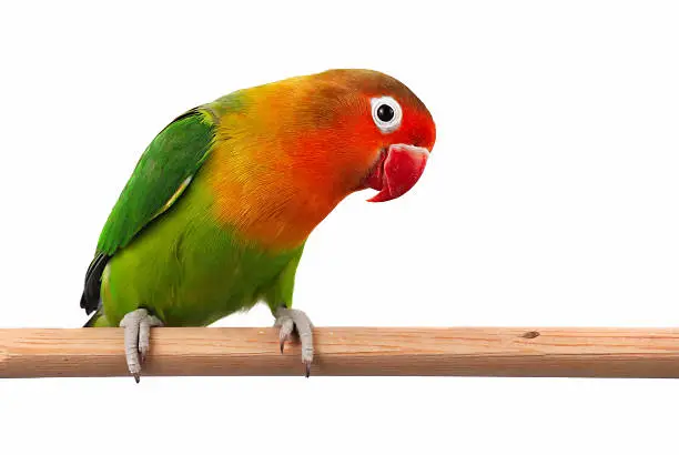 Photo of Fischer's Lovebird (Agapornis Fischeri)