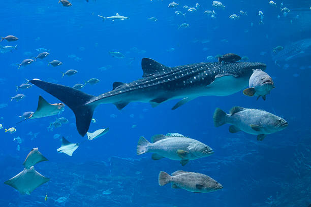 istock Groupers, Whale Sharks and lots of fish 157291755