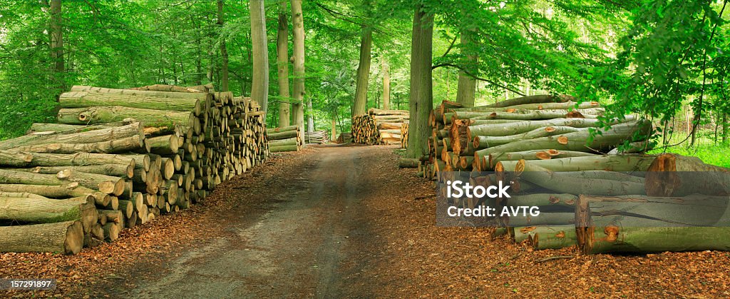 山の木材と森林 Road - 丸太のロイヤリティフリーストックフォト