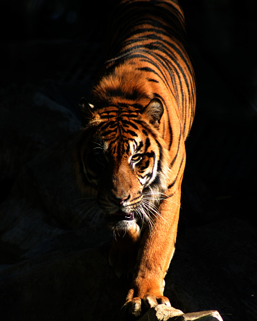 Close up of Indochinese Tiger sitting in front of waterfall and looking at camera; Panthera tigris corbetti coat is yellow to light orange with stripes ranging from dark brown to black