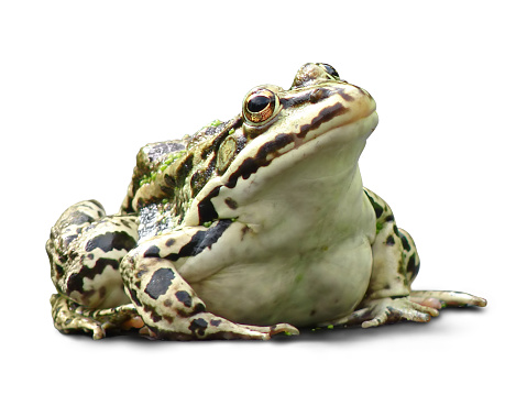 A Focus Stacked Close-up Image of a Green Frog Sitting on a Rock with an Out of Focus Green Background