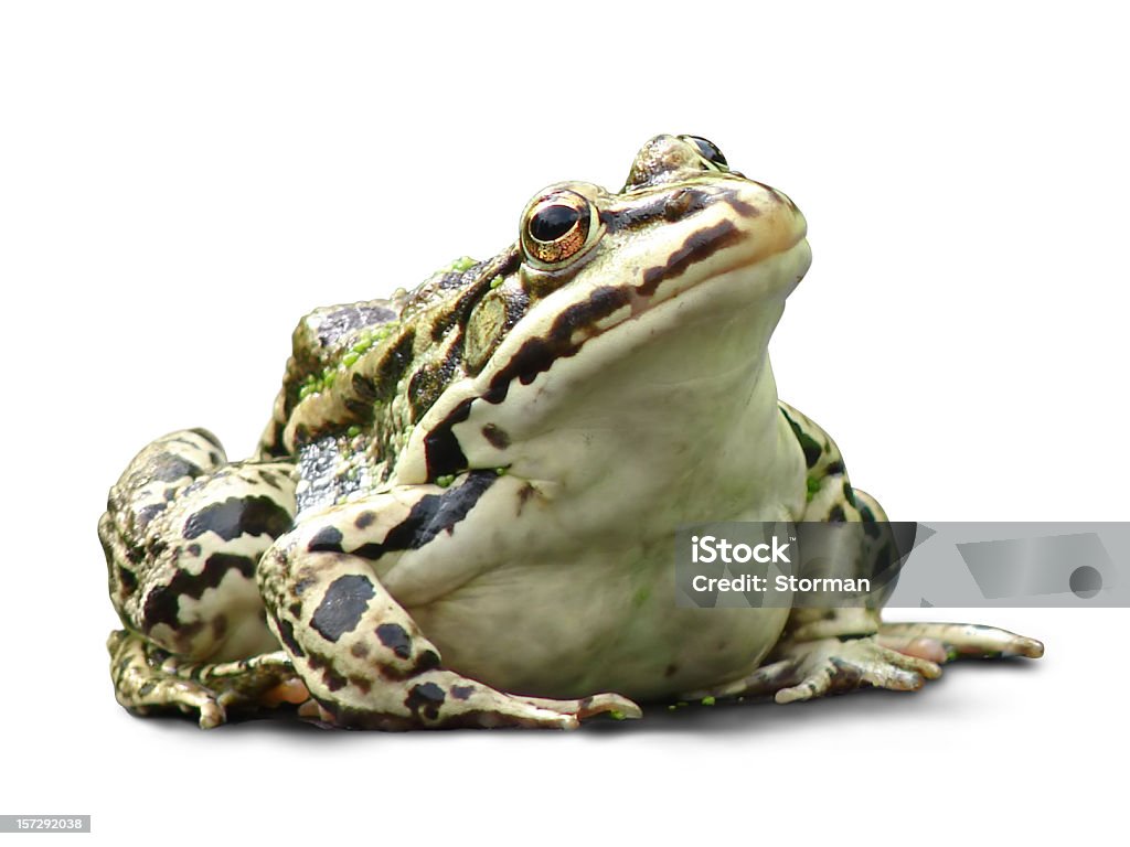 fat frog isolated on white background royalty free stock photo of a fat frog isolated on white background Frog Stock Photo